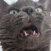 Poupon never says no to a nice naginata (@formetopoupon) 's Twitter Profile Photo Poupon never says no to a nice naginata (@formetopoupon) 's Twitter Profile Photo