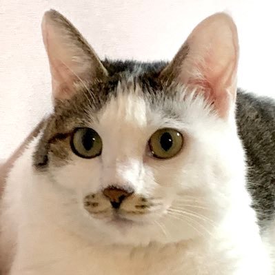 KorynWave's profile picture. 