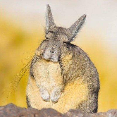 A wild viscacha