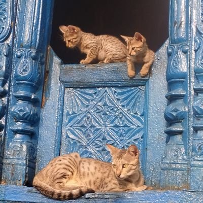 सर्वे भवन्तु सुखिनः
