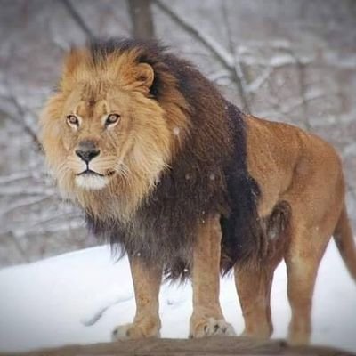 airmehra's profile picture. Bnf addicted