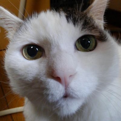 slash_srv_ray's profile picture. その名の通りヌコ様とギターが好き😻
腱鞘炎が酷いんです😿
パニック障害でギターを捨てましたが、
ギターを21年ぶりに弾き始めましたが、機材の進歩にびっくりしています。
ギタリストの方仲良くしてください😺
衝撃を受けたギタリストは、レイヴォーン、Jeff Beck、トモ藤田先生です。永遠のギター少年🎸