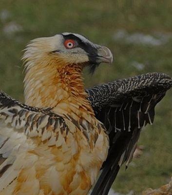 Tinieblo6's profile picture. 