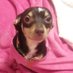 Spicy Bruno the Smol Bean (@pinkiethep) Twitter profile photo Spicy Bruno the Smol Bean (@pinkiethep) Twitter profile photo