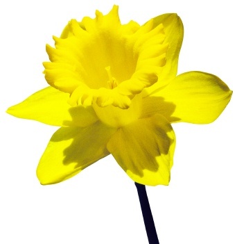 DaffodilOhara's profile picture. Chief Experience Officer. I am in the business of words where stories and communication rule.