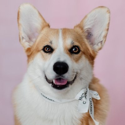 TweeetsOfDogs Profile Picture