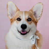 Tweets of Dogs(@TweeetsOfDogs) 's Twitter Profile Photo