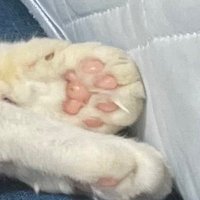 ミモザ (@m1m0114) 's Twitter Profile