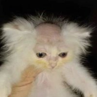 bringer of 1000 plagues (@geplagtes_vieh) 's Twitter Profile