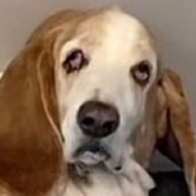 cursedc00chie's profile picture. 