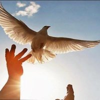 محمد النعماني (@mohaalqw) 's Twitter Profile