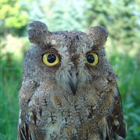Owl_(@v@) (@jerryfish) 's Twitter Profile