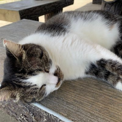 FNtmxs64olcmaFp's profile picture. ぬっこ