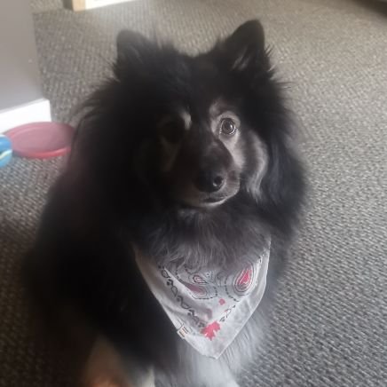 JPGougeon's profile picture. Keeshond-Dad, Geek, Nerd. Music, live music, Oilers, Eskimos, and Dolphins fan.

My Keeshond Odin has his own Instagram account: odinkeeshond