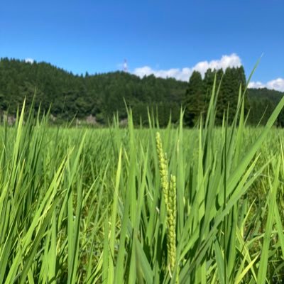 秋田の米農家です。2021年から稲とアガベで農業担当やってます。趣味は娘と一緒に登山⛰新米できました🌾DMで注文お待ちしております🤲