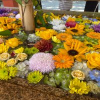 こちゃーーん (@kocha__neru) Twitter profile photo