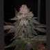Archive Seed Bank (@archiveseedbank) Twitter profile photo Archive Seed Bank (@archiveseedbank) Twitter profile photo