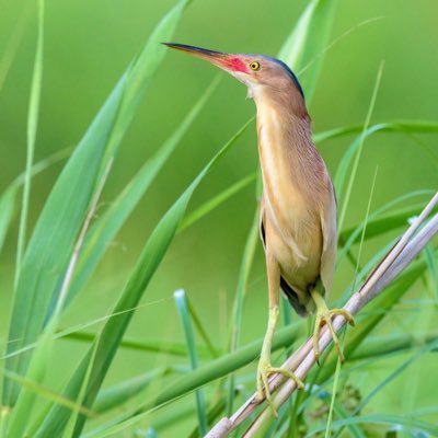 福島県内で撮った野鳥を中心に載せています。 基本水辺の鳥です。木にいる小鳥は苦手意識あるのであまり山とかは行きません。田んぼ、池、川、海がメインです。