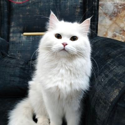 klyl74288581's profile picture. 