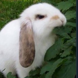 aheret1c's profile picture. 