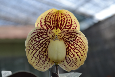 Dioorchids's profile picture. 