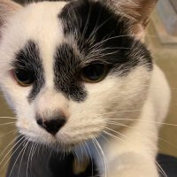 野良猫のぼすくん (@noraneko_boss) 's Twitter Profile Photo 野良猫のぼすくん (@noraneko_boss) 's Twitter Profile Photo