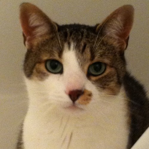 Giothefatcat's profile picture. I'm a fat cat that loves to be funny