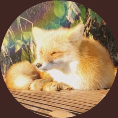 FOX_ON_THE_RUNz's profile picture. きつねとおいかけっこをしてくらしています。 🦊💨 #こゃーん