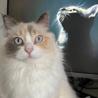 Thy Thy (@thy2512) 's Twitter Profile