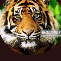 TIGER(@TigerWi67654398) 's Twitter Profile Photo