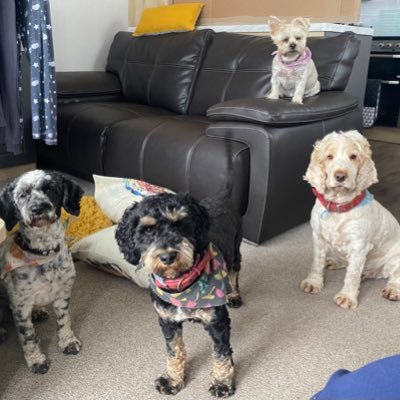fionamcdon24's profile picture. foster carer and mum to 3 girls and 4 dogs