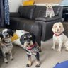 fionamcdon24's profile picture. foster carer and mum to 3 girls and 4 dogs