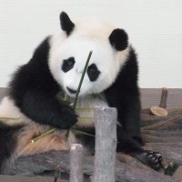 tomo (@tomo46717358) Twitter profile photo