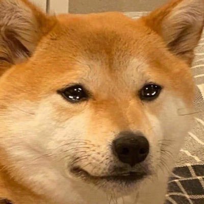 naiterushibainu Profile Picture