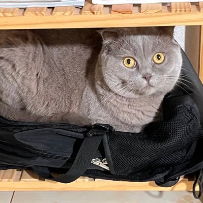 yuxindu14's profile picture. 