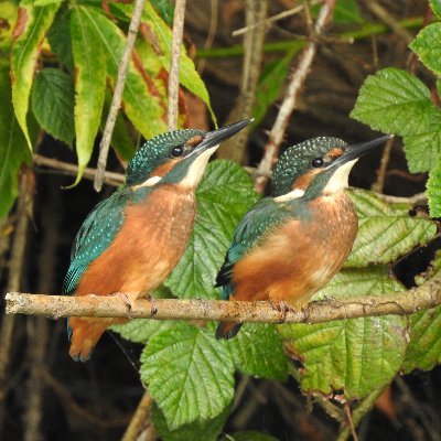 Following the kingfishers of east London. Managed by @alanrevel. Joined #Instagram https://t.co/wB36uEqzOv