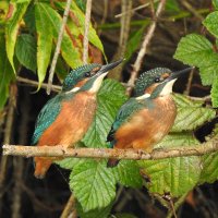 East London Kingfishers(@CanalRegent) 's Twitter Profile Photo