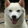 konyanko1211's profile picture. 趣味→🔰音楽(ヴァイオリンとピアノ)モータースポーツが好き。ゆる〜くカメラ。研究分野→法医学と生命倫理学、死生学、犯罪心理学です。 医学博士。🔰2022.4月に徒歩キャンプデビュー🏕アイコンは我が家の白柴のフクさんです。※ポストした写真の無断転載はご遠慮下さい。