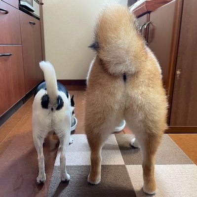 好物は犬の尻とアルフォート