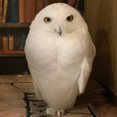 皆様こんにちは!フクロウはもちろん!猛禽類、大型インコなど世界各国から珍しい鳥を直輸入。ここでしか見れない鳥が盛り沢山!これまで10,000羽以上の販売実績。お迎え頂きました子のアフターケア、飼育アドバイスは365日ご対応致します。 販売中の子達はこちら⇒https://t.co/Y4rej3I5wN