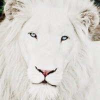 @NANA144Dπ¨π΄β€οΈπΊπΈ (@vivirgsmn2012) 's Twitter Profile Photo @NANA144Dπ¨π΄β€οΈπΊπΈ (@vivirgsmn2012) 's Twitter Profile Photo