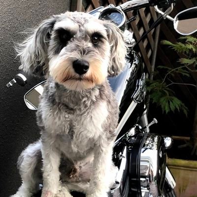 乱暴で野蛮な外国人はストレスの元。
趣味はお絵描き。メルカリで、猫さんやわんこの原画の販売をしています。よろしくね😊