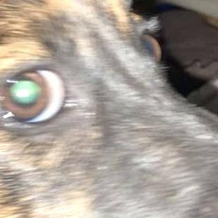 JeffMcm68382429's profile picture. 게임 계정. 래플 또는 고야 편한 쪽으로 불러주세욥
메런파는 본계는@rapnim , dc랑사과파는 계정은 @rapnim_dc