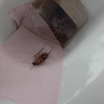 LaPenulla's profile picture. blatta del silenzio