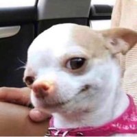 Dev414 (@dev4142) 's Twitter Profile