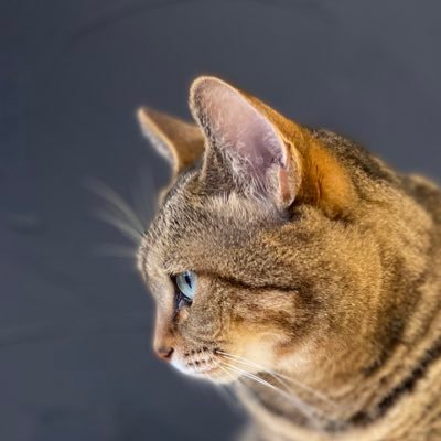 勝者ザコのピアス🍀🐈🀄️さんのプロフィール画像