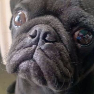 Alfonso77423753's profile picture. 