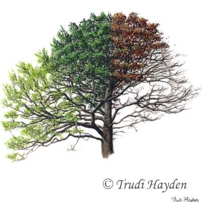 Cotswold artist specialising in bold paintings inspired by nature. Find me on Etsy!