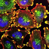 Rosenlab (@rosenlab1) 's Twitter Profile