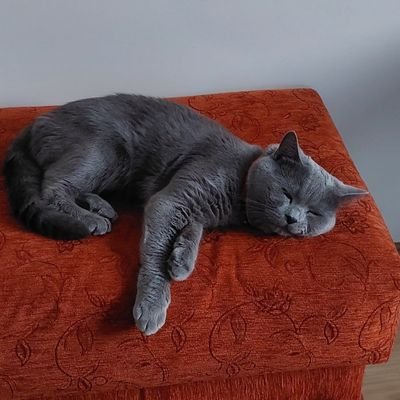 tugbayaman34's profile picture. phd student yök 100/2000